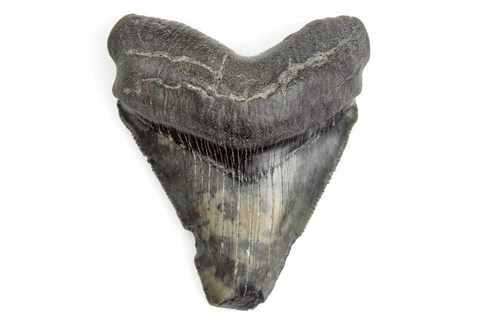 Serrated, Juvenile Megalodon Tooth - South Carolina #195927